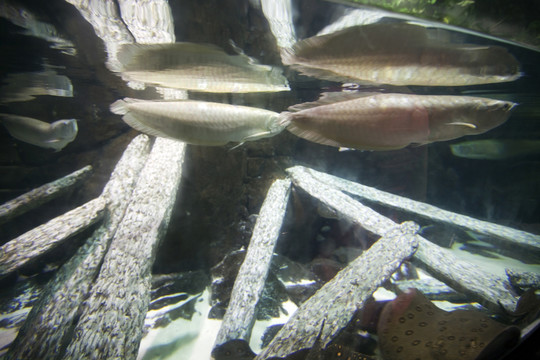 海底世界 海洋生物 長風(fēng)公園