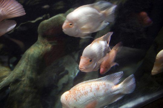 海底世界 海洋生物 長(zhǎng)風(fēng)公園