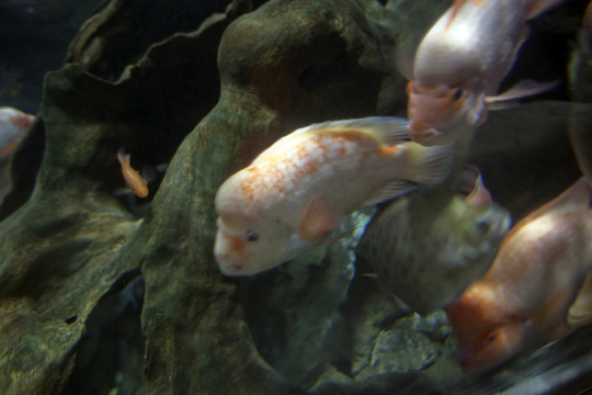 海底世界 海洋生物 長風公園