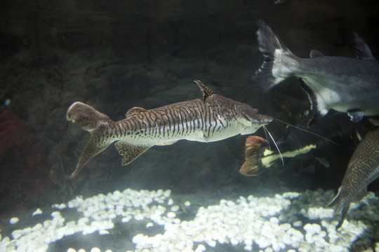 海底世界 海洋生物 長(zhǎng)風(fēng)公園