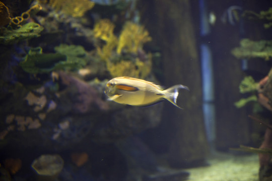 海底世界 海洋生物 長(zhǎng)風(fēng)公園