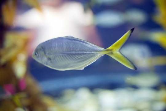 海底世界 海洋生物 長風公園