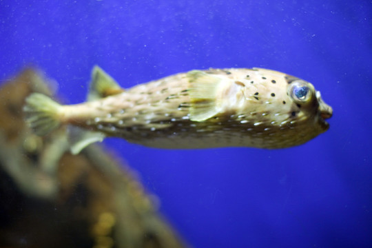 海底世界 海洋生物 長風公園