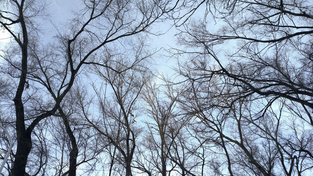 樹林