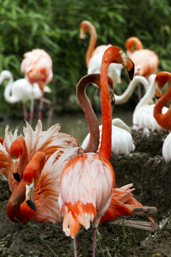 火烈鳥 鳥類 鳥 野生動(dòng)物園