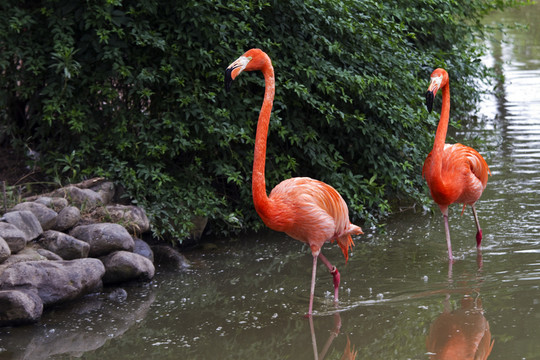 火烈鳥 鳥類 鳥 野生動物園