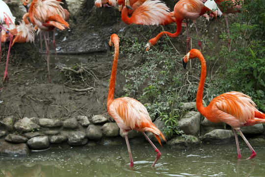 火烈鳥(niǎo) 鳥(niǎo)類(lèi) 鳥(niǎo) 野生動(dòng)物園
