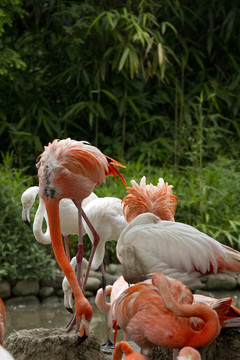 火烈鳥 鳥類 鳥 野生動物園