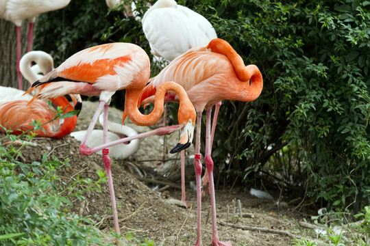 火烈鳥 鳥類 鳥 野生動物園