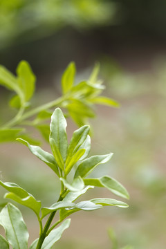 花卉 葉子 植物  春天 晴天
