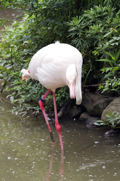 火烈鳥 鳥類 鳥 野生動(dòng)物園
