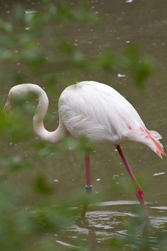 火烈鳥 鳥類 鳥 野生動物園