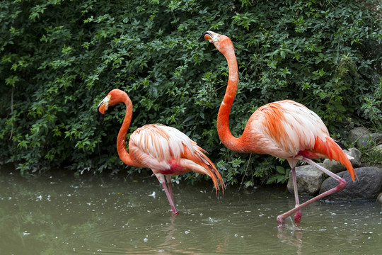 火烈鳥 鳥類 鳥 野生動物園