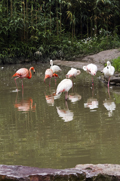 火烈鳥 鳥類 鳥 野生動物園