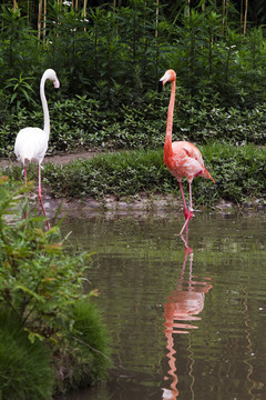火烈鳥(niǎo) 鳥(niǎo)類 鳥(niǎo) 野生動(dòng)物園