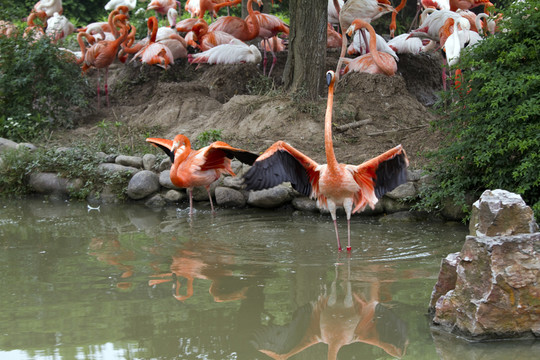 火烈鳥 鳥類 鳥 野生動(dòng)物園