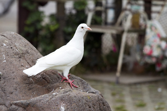 鴿子 鴿舍 鳥類 白鴿 信鴿