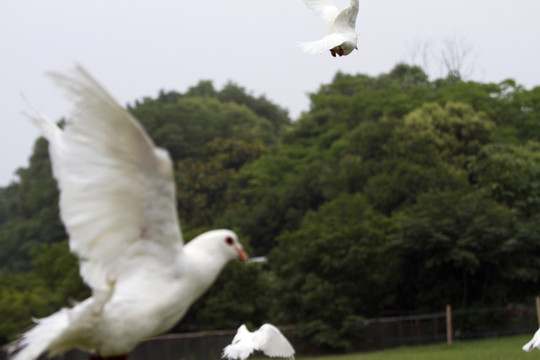 鴿子 鴿舍 鳥類 白鴿 信鴿