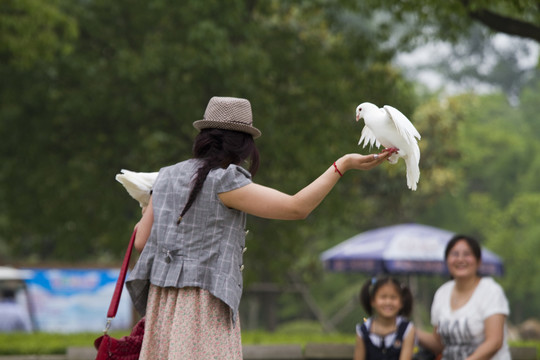 鴿子 鴿舍 鳥類 白鴿 信鴿