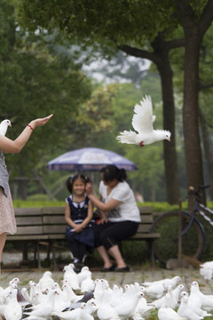 鴿子 鴿舍 鳥類 白鴿 信鴿