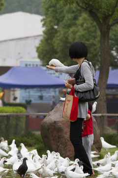 鴿子 鴿舍 鳥類 白鴿 信鴿
