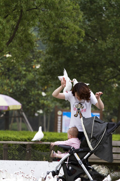 鴿子 鴿舍 鳥類 白鴿 信鴿