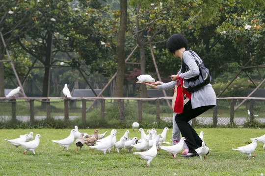 鴿子 鴿舍 鳥類 白鴿 信鴿