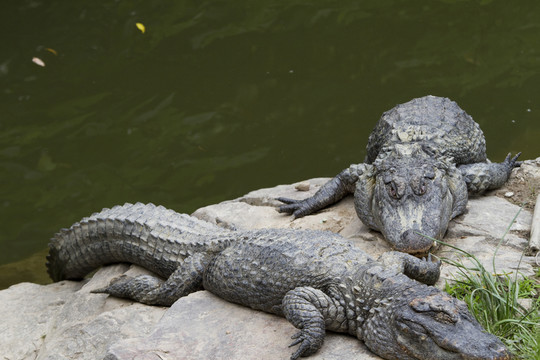 鱷魚 猛獸 動物 野生動物園