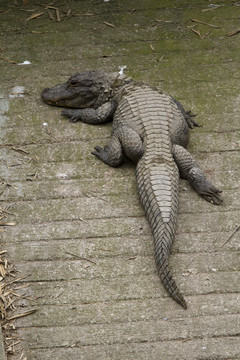 鱷魚 猛獸 動物 野生動物園