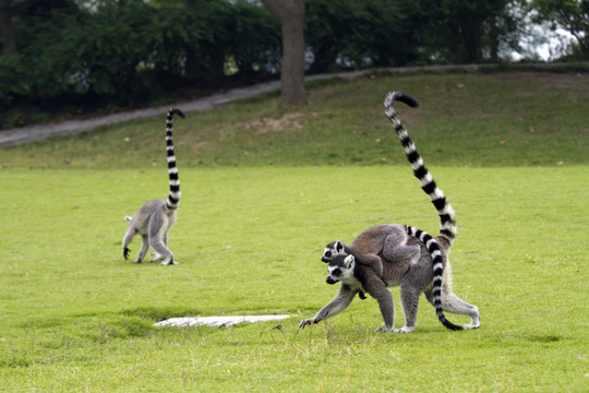 猴子 狐猴  上海野生動物園