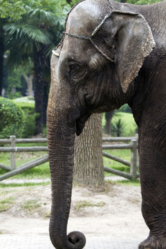 大象 上海 動物 野生動物園
