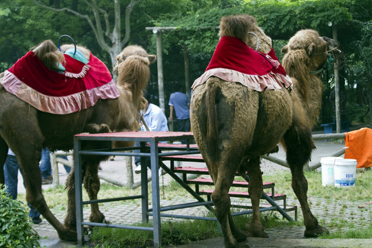 駱駝 動(dòng)物 野生動(dòng)物園 上海