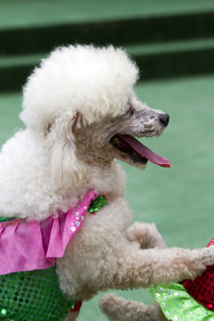 寵物犬 貴賓犬 狗 可愛 休閑