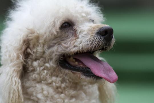 寵物犬 貴賓犬 狗 可愛 休閑