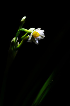 水仙花