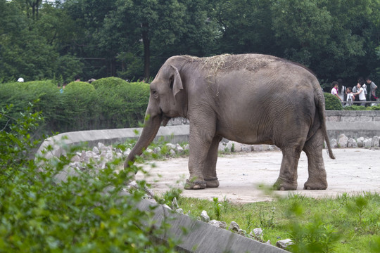 大象 上海 動物 野生動物園