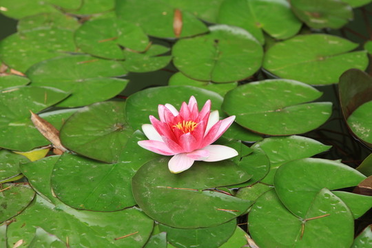 睡蓮