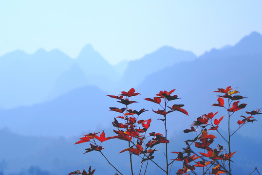 紅葉