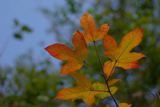 紅葉