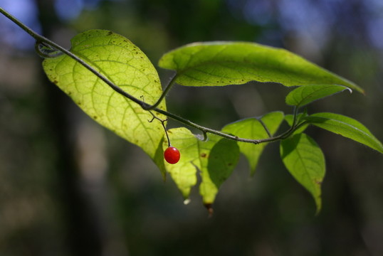 紅果