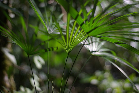 森林植被