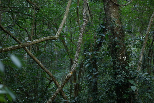 原始森林植被