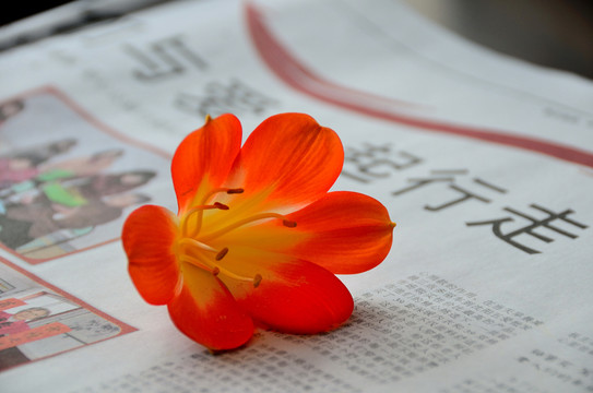 愛與花