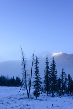 雪山 森林