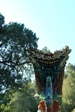 北海公園 柏樹