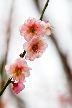 梅花
