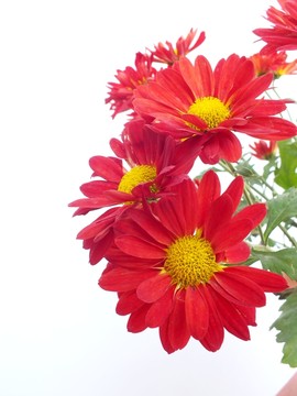 菊花圖片