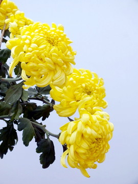 菊花圖