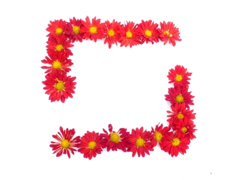 菊花圖