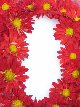 菊花圖片